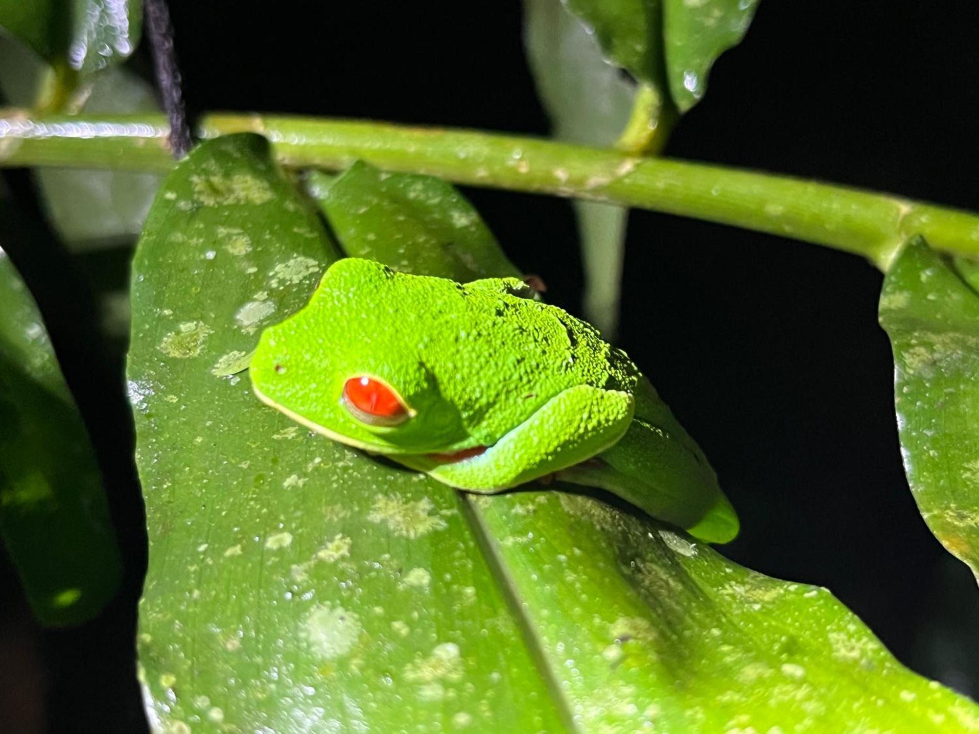 The Frog House Daire La Fortuna Dış mekan fotoğraf