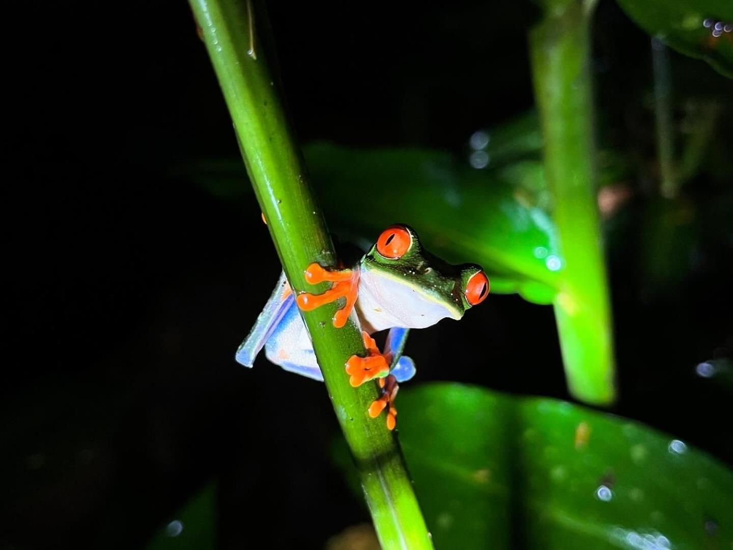 The Frog House Daire La Fortuna Dış mekan fotoğraf